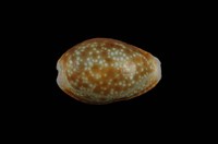 藏品(紅花寶螺)的圖片